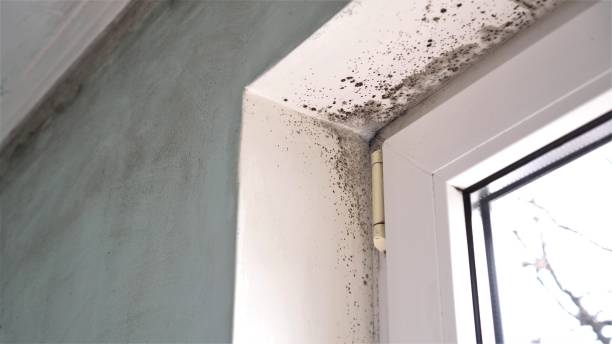 Best Post-Flood Mold Remediation in Leon Valley, TX