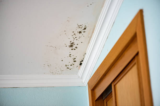Best Insurance-Related Mold Remediation in Leon Valley, TX
