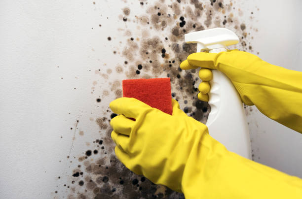 Best White Mold Remediation in Leon Valley, TX