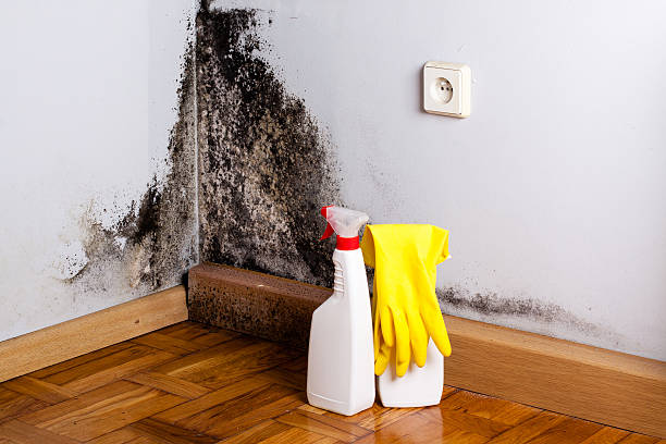 Best Kitchen Mold Remediation in Leon Valley, TX
