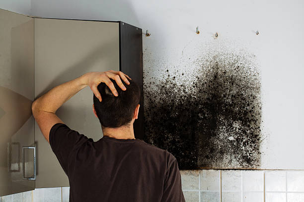 Best HVAC Mold Remediation in Leon Valley, TX