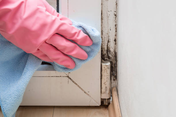Trusted Leon Valley, TX Mold Remediation Experts
