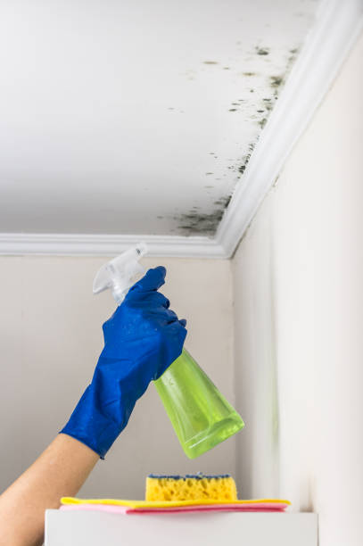 Best Preventive Mold Services in Leon Valley, TX