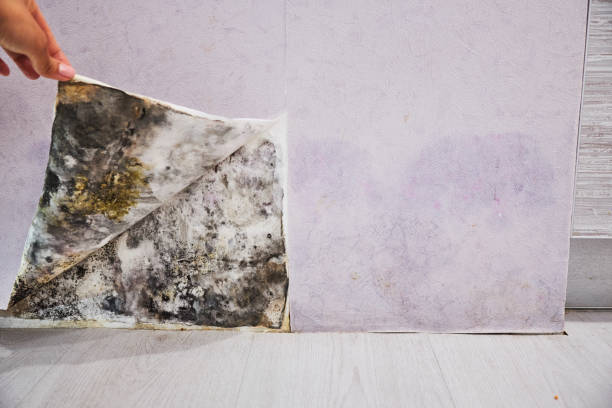 Best Industrial Mold Remediation in Leon Valley, TX